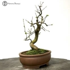 Outdoor Flowering Chinese Quince Pseudocydonia 7 Outdoor Flowering Chinese Quince Pseudocydonia -BonsaiHub Shop Screenshot 20200129 at 14.20.101