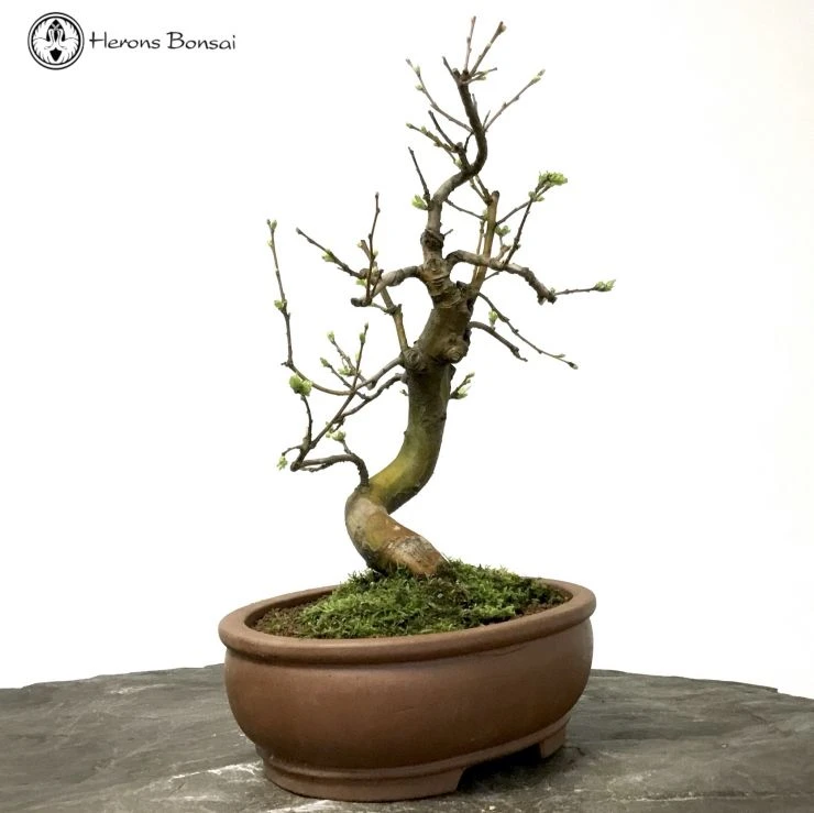 Outdoor Flowering Chinese Quince Pseudocydonia 4 Outdoor Flowering Chinese Quince Pseudocydonia - Image 2