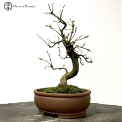 Outdoor Flowering Chinese Quince Pseudocydonia 8 Outdoor Flowering Chinese Quince Pseudocydonia -BonsaiHub Shop Screenshot 20200129 at 14.21.021