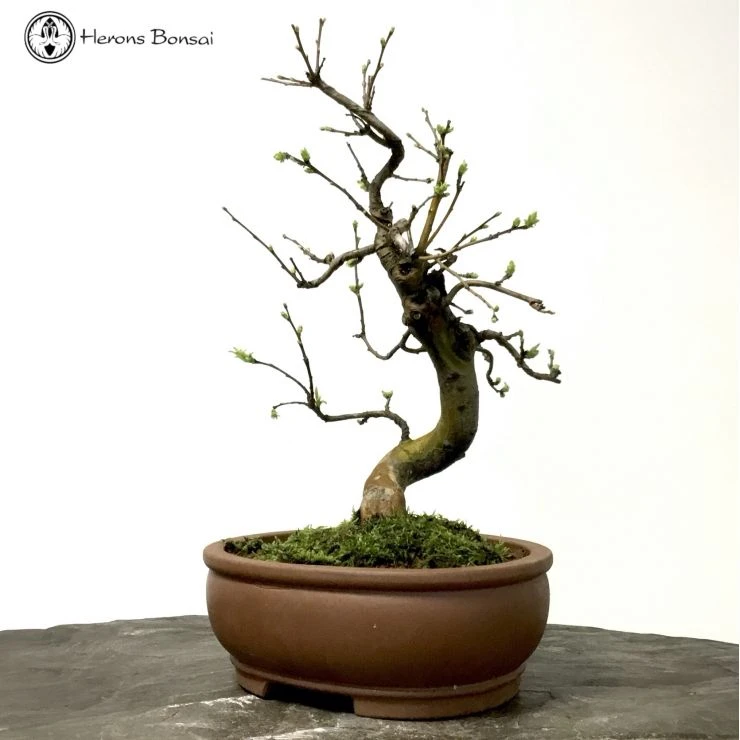 Outdoor Flowering Chinese Quince Pseudocydonia 5 Outdoor Flowering Chinese Quince Pseudocydonia - Image 3