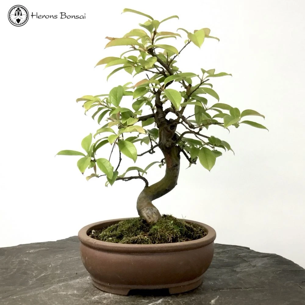 Outdoor Flowering Chinese Quince Pseudocydonia 3 Outdoor Flowering Chinese Quince Pseudocydonia