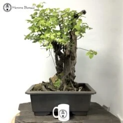 Outdoor Large Chinese Quince Pseudocydonia | COLLECT FROM HERONS