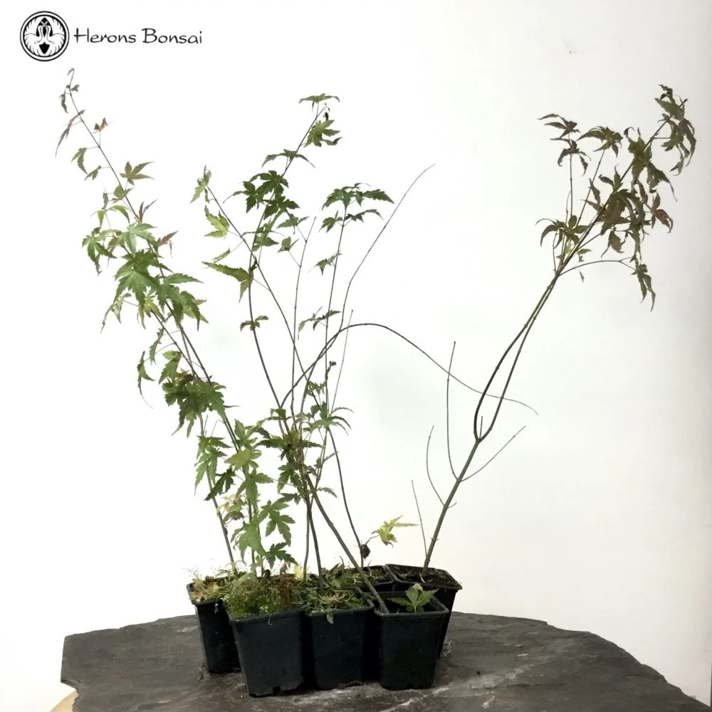 Outdoor Acer Palmatum Starter Trees | 7 Trees 4 Outdoor Acer Palmatum Starter Trees | 7 Trees - Image 2