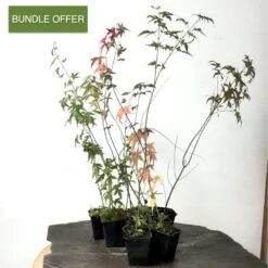 Outdoor Acer Palmatum Starter Trees | 11 Trees