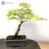 Outdoor Acer Japonicum Or Full Moon Maple Bonsai Tree 2 Outdoor Acer Japonicum Or Full Moon Maple Bonsai Tree -BonsaiHub Shop Screenshot 20210518 at 11.28.351