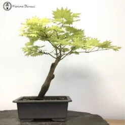 Outdoor Acer Japonicum Or Full Moon Maple Bonsai Tree -BonsaiHub Shop Screenshot 20210518 at 11.28.581