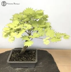 Outdoor Acer Japonicum Or Full Moon Maple Bonsai Tree -BonsaiHub Shop Screenshot 20210518 at 11.30.061