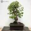 Outdoor Cornus | Dogwood Bonsai Tree | COLLECT FROM HERONS 1 Outdoor Cornus | Dogwood Bonsai Tree | COLLECT FROM HERONS -BonsaiHub Shop Screenshot 20210630 at 10.22.541