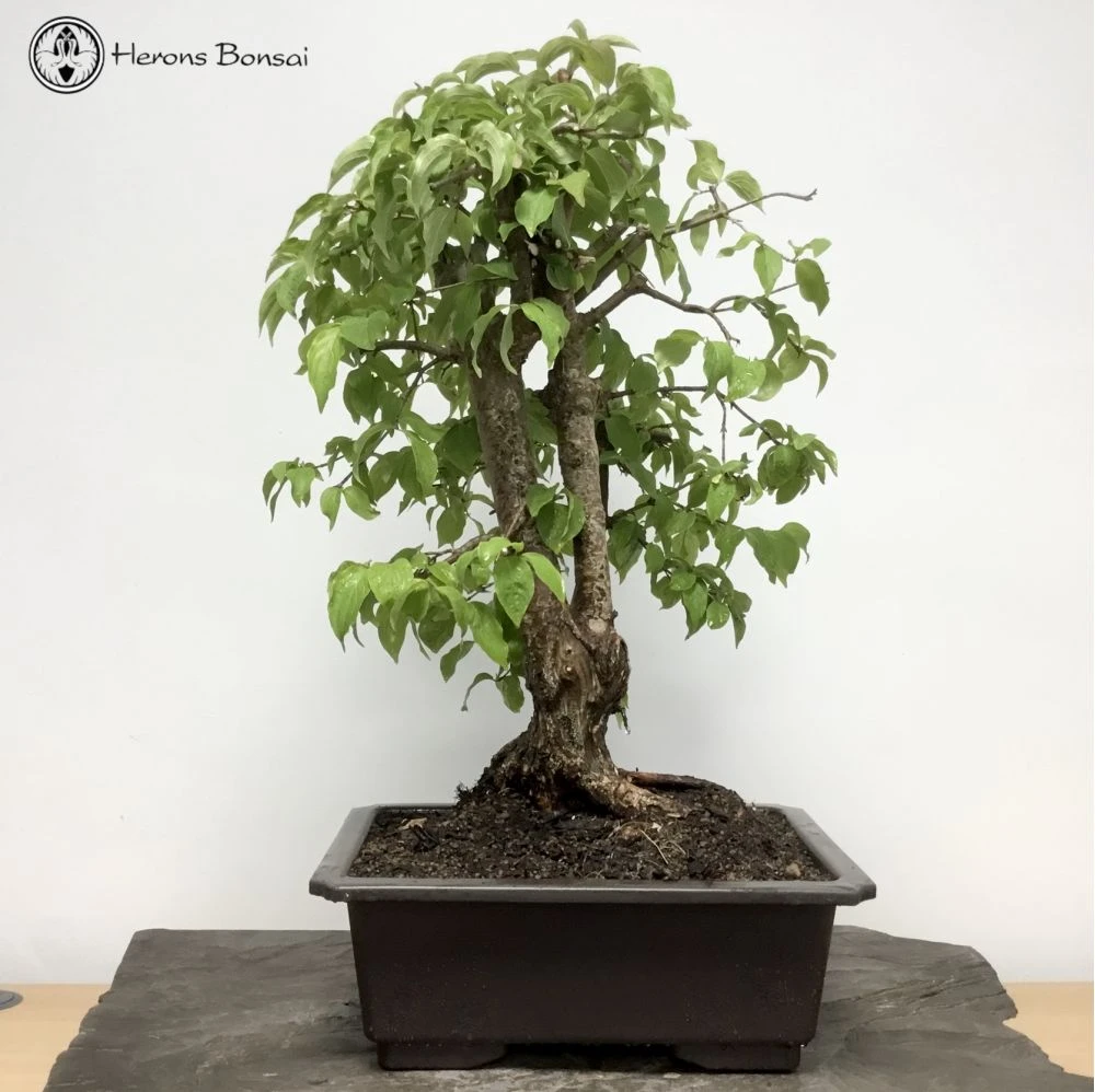 Outdoor Cornus | Dogwood Bonsai Tree | COLLECT FROM HERONS 3 Outdoor Cornus | Dogwood Bonsai Tree | COLLECT FROM HERONS