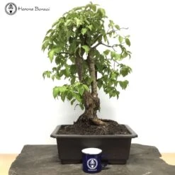 Outdoor Cornus | Dogwood Bonsai Tree | COLLECT FROM HERONS 5 Outdoor Cornus | Dogwood Bonsai Tree | COLLECT FROM HERONS -BonsaiHub Shop Screenshot 20210630 at 10.23.421