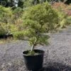 Outdoors Ilex Crenata 'Japanese Holly' | COLLECT FROM HERONS