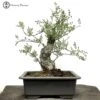 Outdoor Ash Bonsai Tree