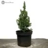 Outdoor Picea 'Glauca Perfecta' Starter Tree Material