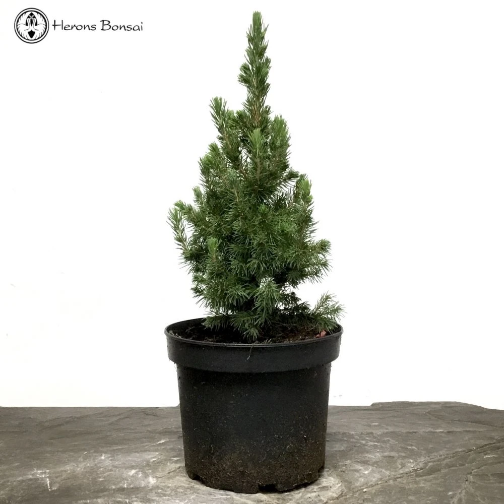 Outdoor Picea 'Glauca Perfecta' Starter Tree Material 3 Outdoor Picea 'Glauca Perfecta' Starter Tree Material