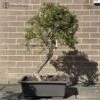 Outdoor Hawthorne Bonsai | COLLECT FROM HERONS
