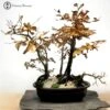 Beech Bonsai Forest | COLLECT FROM HERONS -BonsaiHub Shop Screenshot 20211116 at 12.31.251