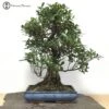Indoor Ficus Bonsai Tree | COLLECT FROM HERONS