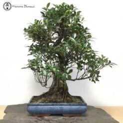 Indoor Ficus Bonsai Tree | COLLECT FROM HERONS