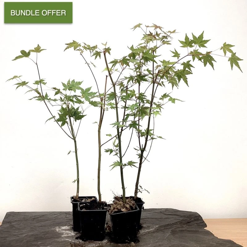 Outdoor Acer Palmatum Starter Trees | 7 Trees 3 Outdoor Acer Palmatum Starter Trees | 7 Trees