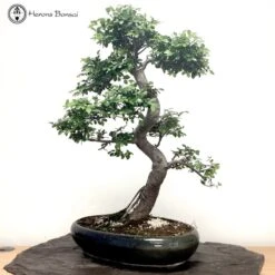Outdoor Ulmus Parvifolia Chinese Elm Bonsai Tree | COLLECT FROM HERONS