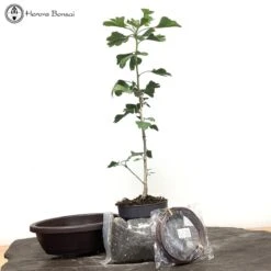 DIY Ginkgo Bonsai Making Kit
