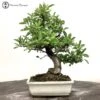 Outdoor Pyracantha Bonsai Tree -BonsaiHub Shop Screenshot 2022 09 01 at 10.52.471