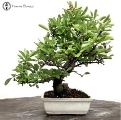 Outdoor Pyracantha Bonsai Tree -BonsaiHub Shop Screenshot 2022 09 01 at 10.53.401