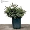 Picea Abies Nidiformis Or Norway Spruce Starter Material -BonsaiHub Shop Screenshot 2022 10 14 at 12.30.05