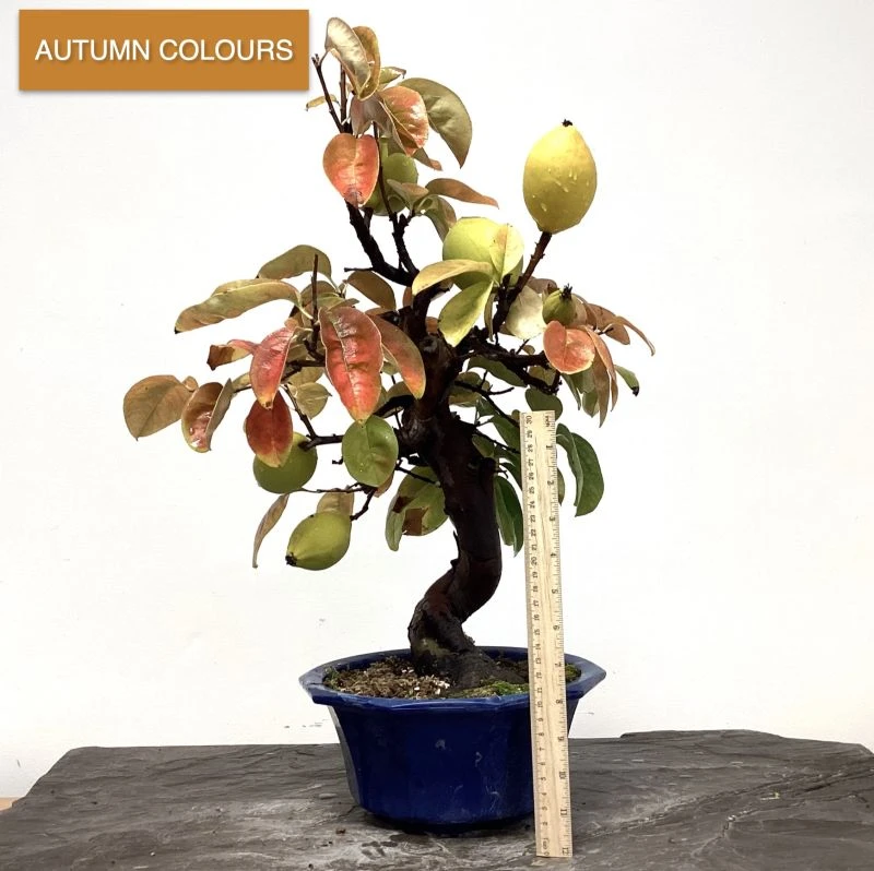 Outdoor Chinese Quince | Pseudocydonia Sinensis 5 Outdoor Chinese Quince | Pseudocydonia Sinensis - Image 3