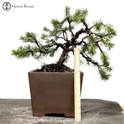 Outdoor Mugo Pine Bonsai | Wired To Shape | COLLECT FROM HERONS