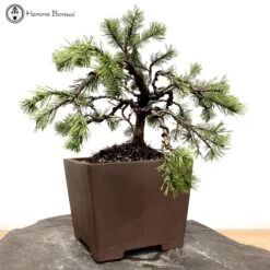Outdoor Mugo Pine Bonsai | Wired To Shape | COLLECT FROM HERONS -BonsaiHub Shop Screenshot 2022 10 25 at 13.06.161