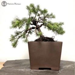 Outdoor Mugo Pine Bonsai | Wired To Shape | COLLECT FROM HERONS -BonsaiHub Shop Screenshot 2022 10 25 at 13.06.571