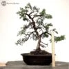 Outdoor San Jose Juniper Bonsai Tree | COLLECT FROM HERONS -BonsaiHub Shop Screenshot 2022 11 15 at 09.20.241