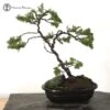 Hinoki Cypress Bonsai Tree Landscape | COLLECT FROM HERONS -BonsaiHub Shop Screenshot 20220106 at 11.28.461