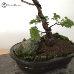 Hinoki Cypress Bonsai Tree Landscape | COLLECT FROM HERONS -BonsaiHub Shop Screenshot 20220106 at 12.18.281