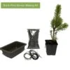 Scots Pine Bonsai Making Kit
