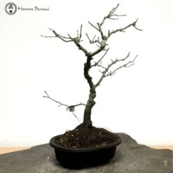 New Arrival -BonsaiHub Shop Screenshot 20220125 at 13.36.271