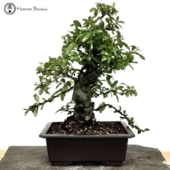 Outdoor Pyracantha Bonsai Tree | Large PC4
