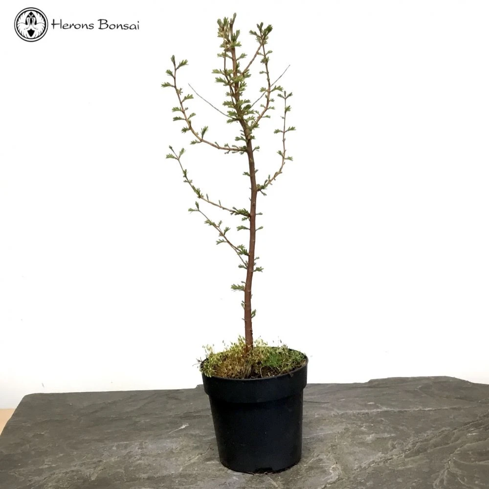 Dawn Redwood Bonsai Starter Tree 4 Dawn Redwood Bonsai Starter Tree - Image 2