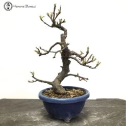 Outdoor Chinese Quince | Pseudocydonia Sinensis 15 Outdoor Chinese Quince | Pseudocydonia Sinensis -BonsaiHub Shop Screenshot 20220407 at 10.33.131