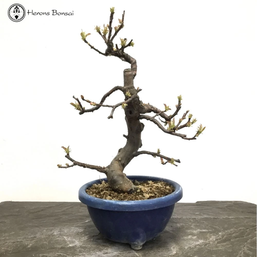 Outdoor Chinese Quince | Pseudocydonia Sinensis 9 Outdoor Chinese Quince | Pseudocydonia Sinensis - Image 7