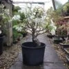 Outdoor Crab Apple Bonsai Tree | COLLECT FROM HERONS -BonsaiHub Shop Screenshot 20220419 at 12.29.201