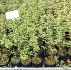 Dawn Redwood Bonsai Starter Tree 7 Dawn Redwood Bonsai Starter Tree -BonsaiHub Shop Screenshot 20220419 at 12.41.241