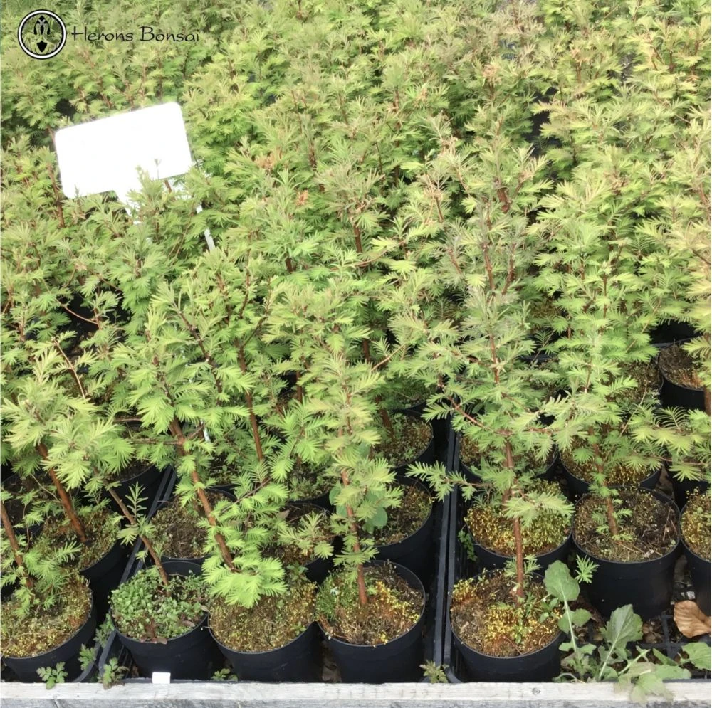 Dawn Redwood Bonsai Starter Tree 5 Dawn Redwood Bonsai Starter Tree - Image 3