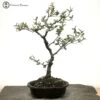 Outdoor Elaeagnus Bonsai Tree 1 Outdoor Elaeagnus Bonsai Tree -BonsaiHub Shop Screenshot 20220426 at 09.31.421