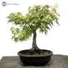Acer Palmatum 'Mountain Maple' Bonsai Tree -BonsaiHub Shop Screenshot 20220426 at 11.53.411