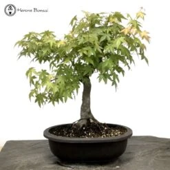 Acer Palmatum 'Mountain Maple' Bonsai Tree