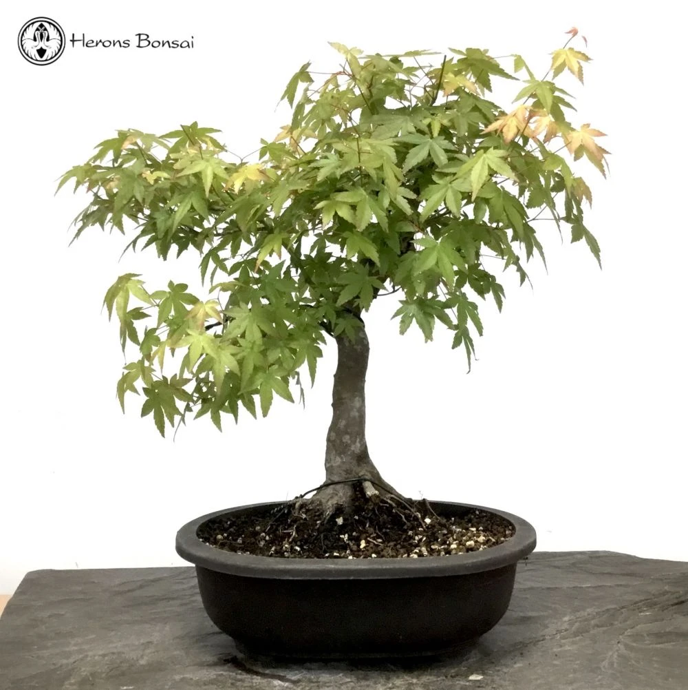 Acer Palmatum 'Mountain Maple' Bonsai Tree 3 Acer Palmatum 'Mountain Maple' Bonsai Tree