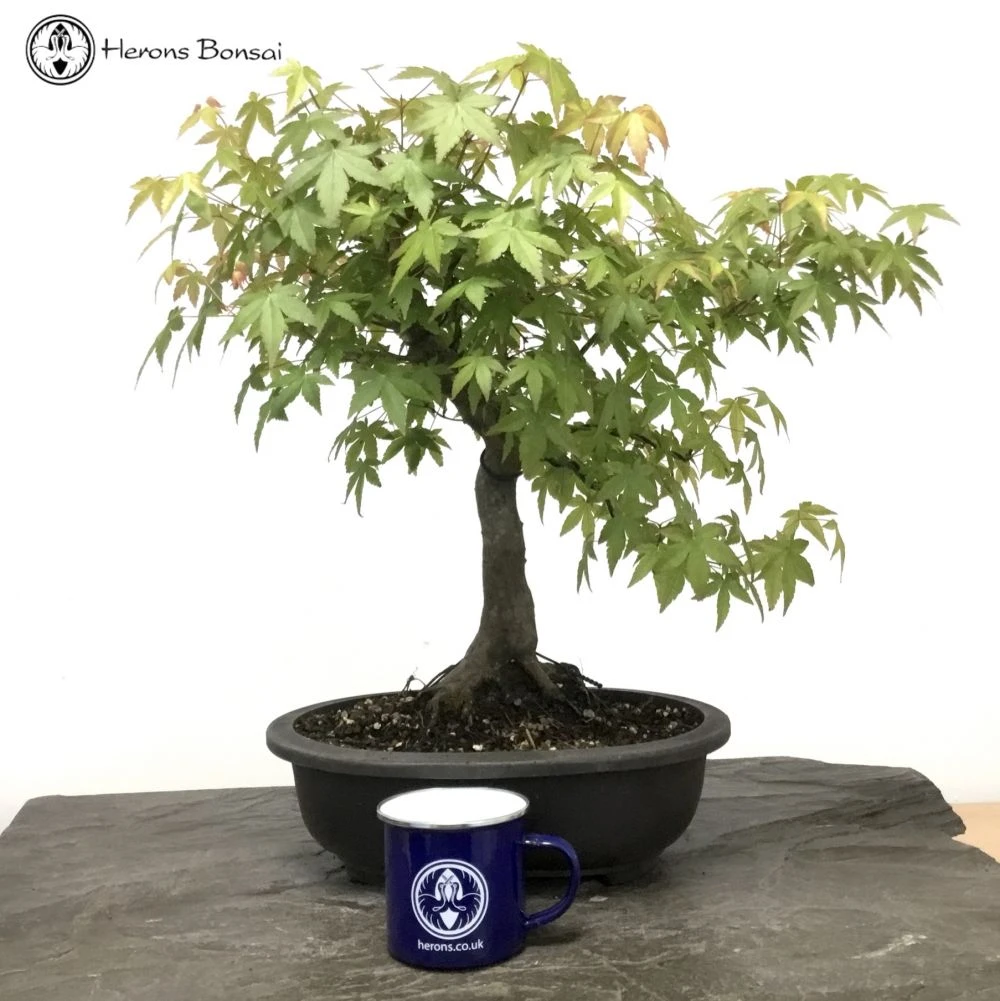 Acer Palmatum 'Mountain Maple' Bonsai Tree 4 Acer Palmatum 'Mountain Maple' Bonsai Tree - Image 2