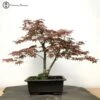 Outdoor Red Deshojo Maple Bonsai Tree 2 Outdoor Red Deshojo Maple Bonsai Tree -BonsaiHub Shop Screenshot 20220511 at 10.18.441